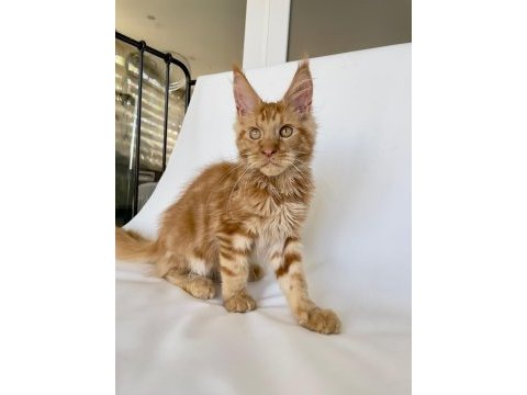 Safkan xl mainecoon red 