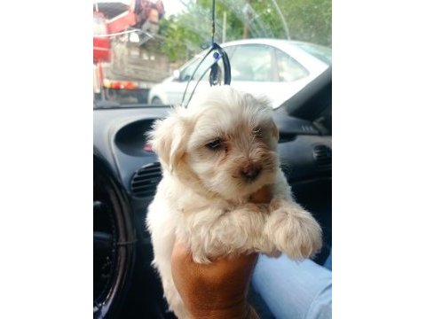 Maltese yavru köpekler