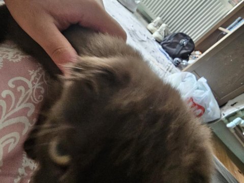 3 aylık scottish fold (kıvrık kulaklı) kahverengi