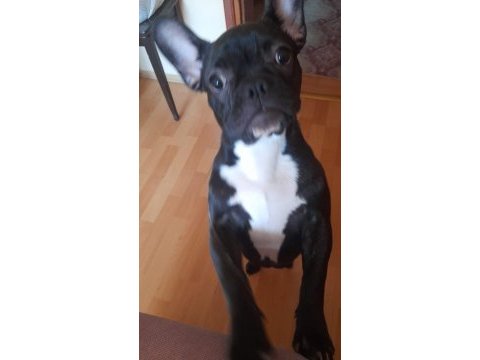 French bulldog