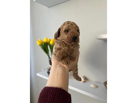 Toy poodle bebekler