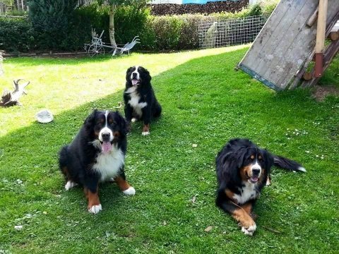Dağ köpeği bernese yavruları çiftlikten