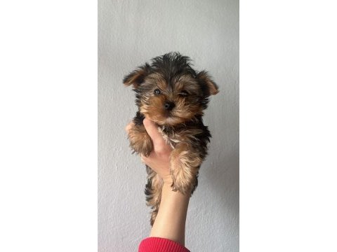 Yorkshire terrier