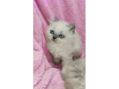 Panda scottish fold bebekler