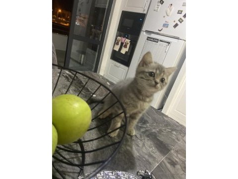 British shorthair yavru kedim