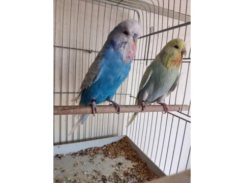 Jumbo çiftimiz 2021 bilezikli tkf bilezikli kuşlar