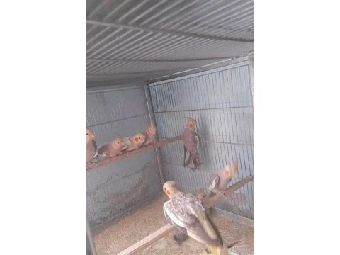 Yavru yada yetişkin sultan bulunur