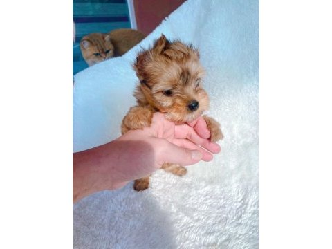 Wc eğitimli tea cup safkan morkie yavrumuz