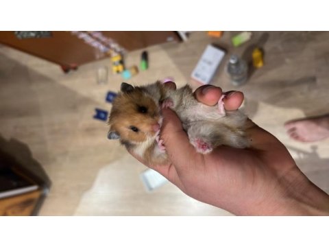 Ev üretimi teddy bear hamster