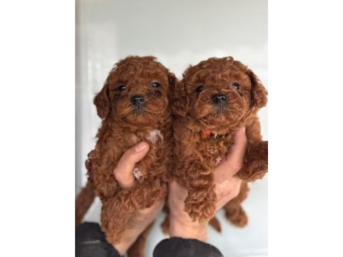Ufacık toy poodle yavrularım