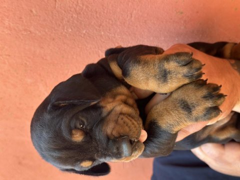 A secereli dobermanlar