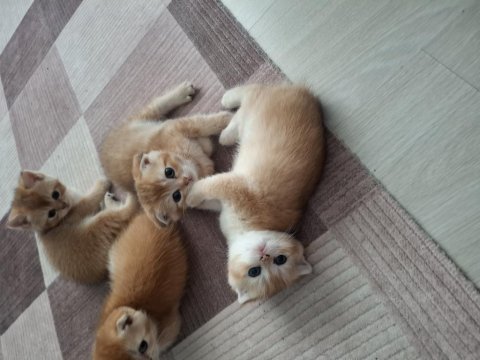 Golden british bebekler