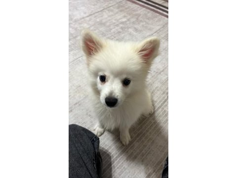 Pomeranian spitz