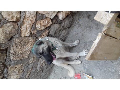 8 aylık kangal köpeği