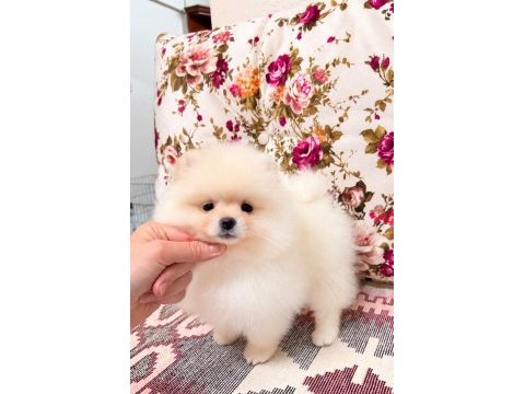 Ayı surat dişi pomeranian boo yavru