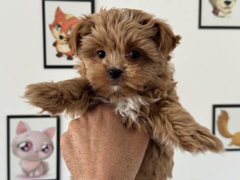 Petmode köpek çiftliğinden tea cup morkie