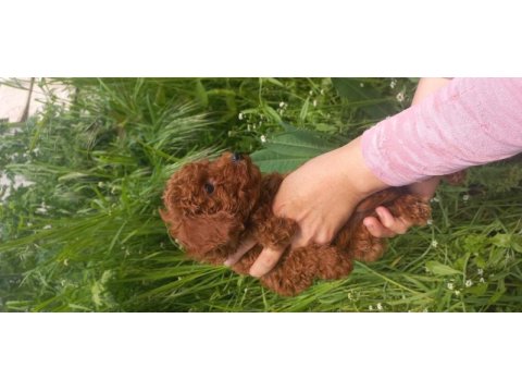 Kalite ortada 70 günlük poodle