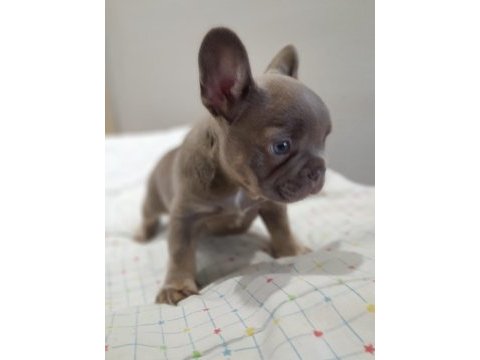 İsabella and tan erkek yavru french bulldog