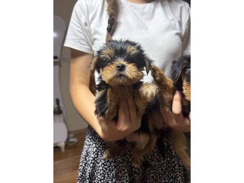 Kaliteli yorkshire terrier yavrularımız