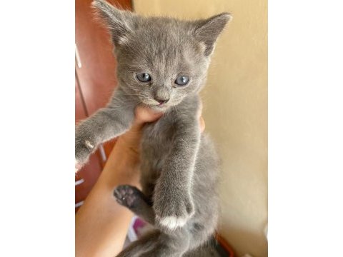 35 günlük yavrumuz british shorthair