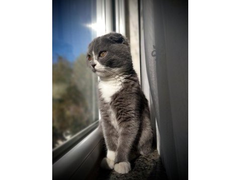 Ücretsiz scottish fold