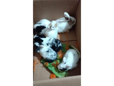Yavru hollanda lop kırması tavşanlar