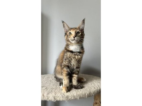 Sağlık ve ırk garantili minik maine coon devler