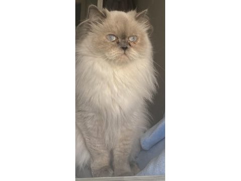 British longhair ücretsiz sahiplendirme