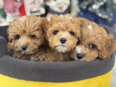 Ankaranın  en seçkin kore maltipoo yavruları