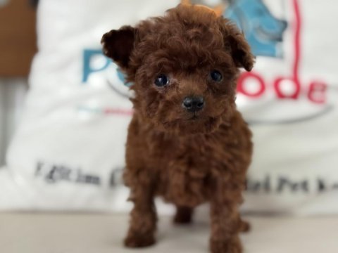 Petmode köpek çiftliğinden tea cup poodle yavrular