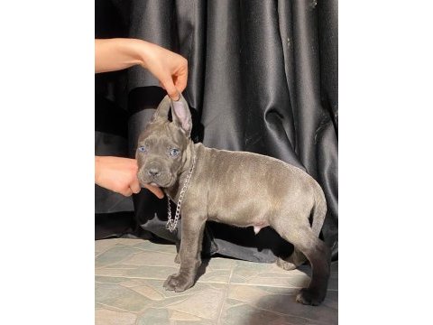 İri yapılı veteriner kontrollü blue ve siyah cane corso