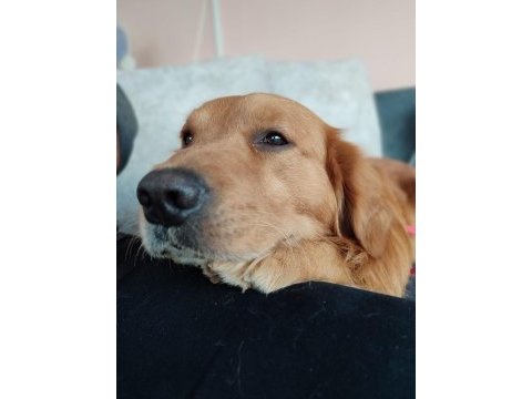 Erkek golden retriever bebeğime yuva arıyorum