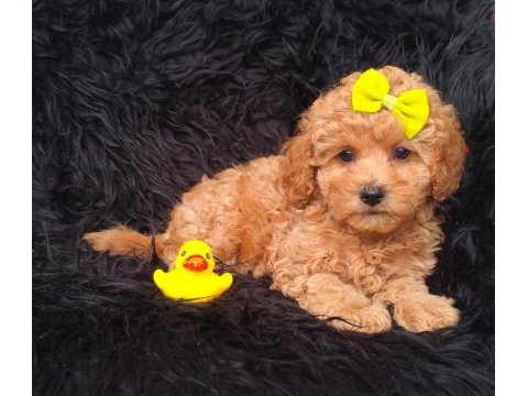 Core maltipoo bebekler