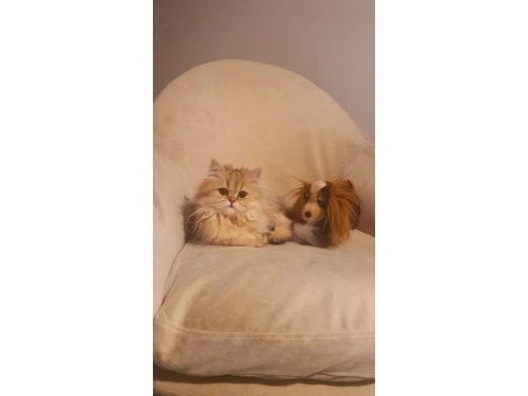 British longhair golden ny25 kızım full secereli