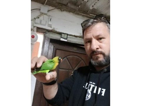El besleme cennet ve sevda papağanı yavru