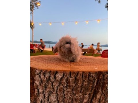 Floki sahnede o bir blue teddy lop tavşan