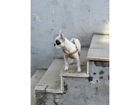 French bulldog köpeğimize yeni sahibi aranıyor paploya