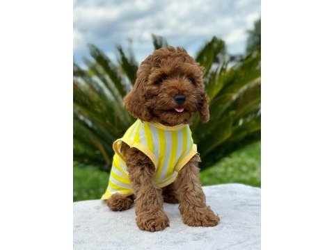 Tüy yumağı toy poodle yavrularım
