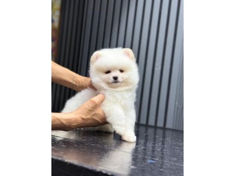 Sağlık ve ırk garantili pomeranian boo