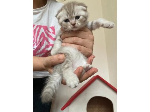 45 günlük yeni yuvaya hazır scottish fold