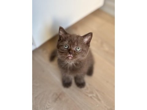 British shorthair çikolata