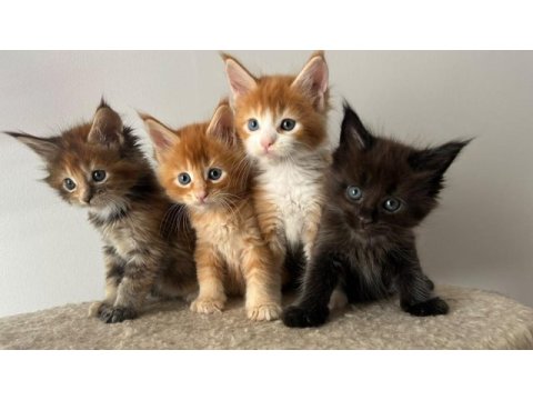 Sağlık ve ırk garantili minik maine coon devler