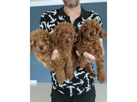 Bebek yüz  toy poodle yavrular ankara mağazamızda görn