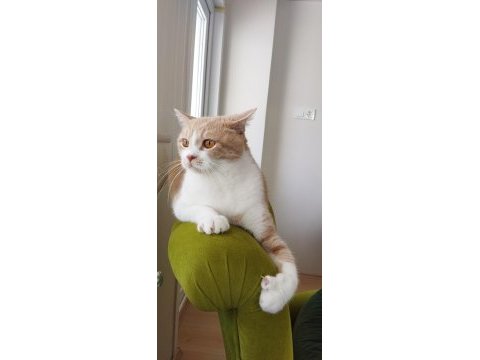 Sahiplendirme kedimiz için