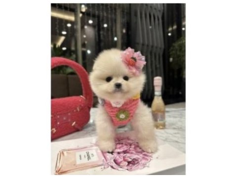 Pomeranian boo