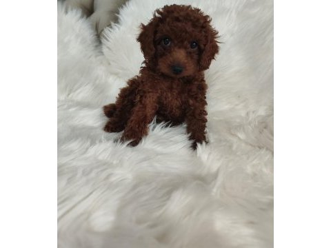 Toy poodle brown cana yakın