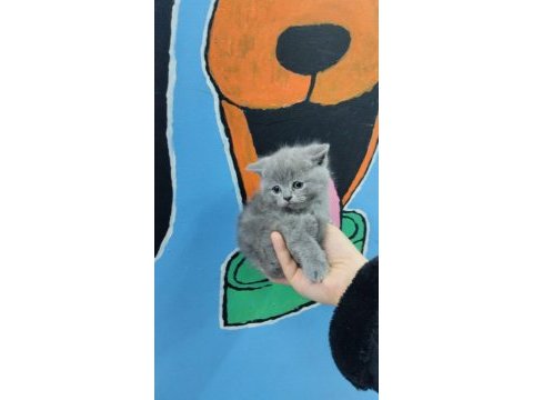 British shorthair ve scottish fold yavru köpeklerimiz