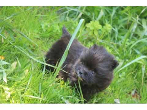 Black terrier malta