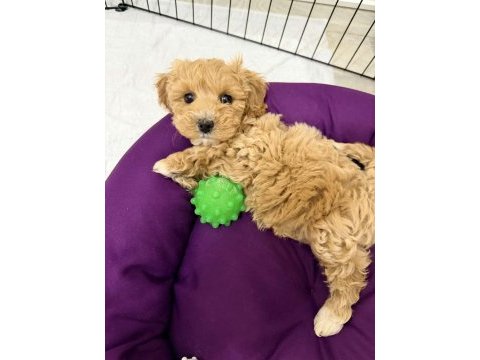 Podell_ankara sizin için seçtiği özel yavru köpekler
