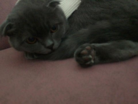 Kırık kulak scottish fold